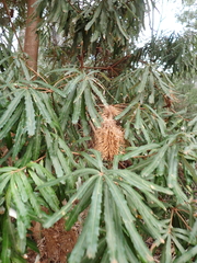 Banksia seminuda