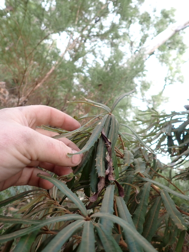 Banksia seminuda, photograph 3