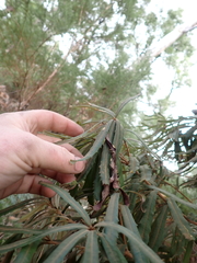 Banksia seminuda, photograph (c) Em Lamond, some rights reserved (CC BY)