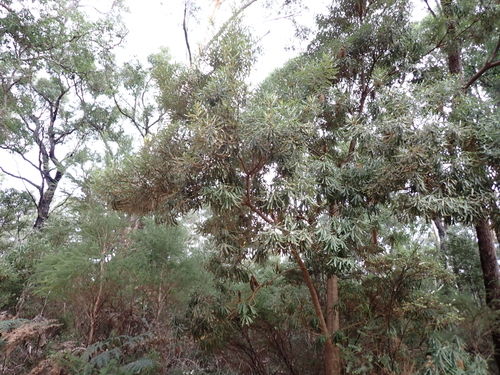 Banksia seminuda, photograph 4