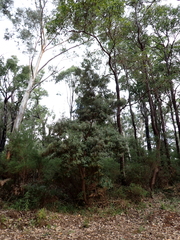 Banksia seminuda, photograph (c) Em Lamond, some rights reserved (CC BY)