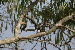 Spermestes bicolor nigriceps