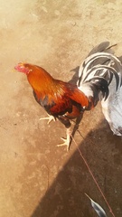 Gallus gallus domesticus