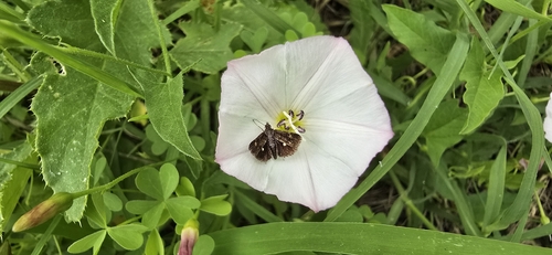 Heliothela wulfeniana