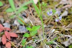 Veronica umbrosa