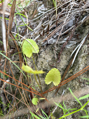 author not stated, no rights reserved Centella erecta, photograph author not stated, no rights reserved