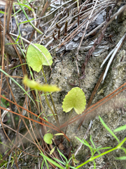 author not stated, no rights reserved Centella erecta, photograph author not stated, no rights reserved