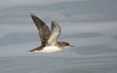 Fluttering Shearwater photo 4