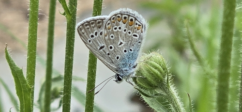 Common Blue