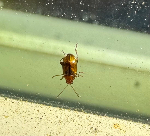 Tobacco Flea Beetle