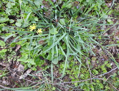 Anthericum ramosum