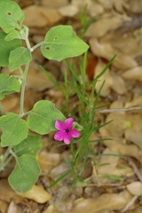 Phlox nana, photograph (c) Michelle W. （鍾偉瑋）, some rights reserved (CC BY)