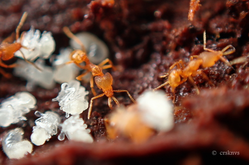 Strumigenys rogeri observed 2026-07-19