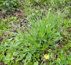 Anthericum ramosum