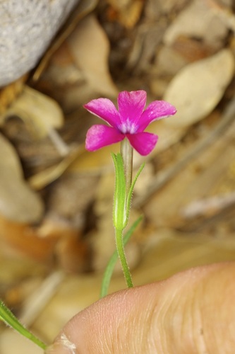 Phlox nana, photograph 2