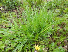 Anthericum ramosum