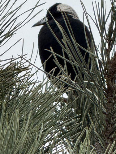 Australian Magpie