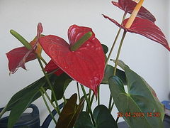 Anthurium andraeanum