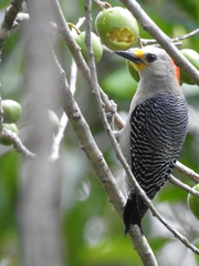 Melanerpes pygmaeus
