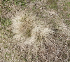 Festuca ovina