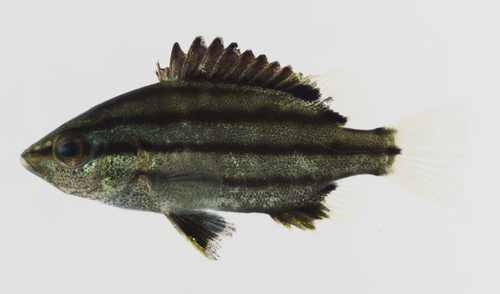 Sharpbeak terapon (Rhynchopelates oxyrhynchus) — Terapontidae — 2