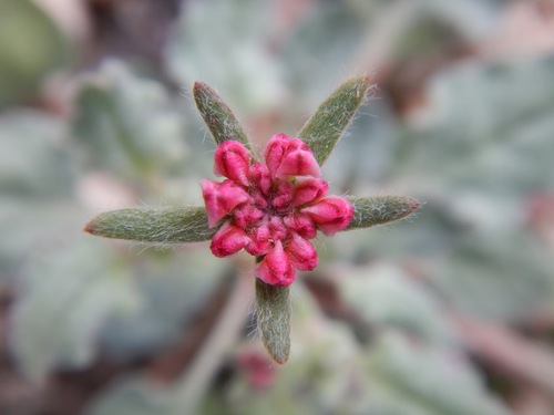 Abert's Buckwheat