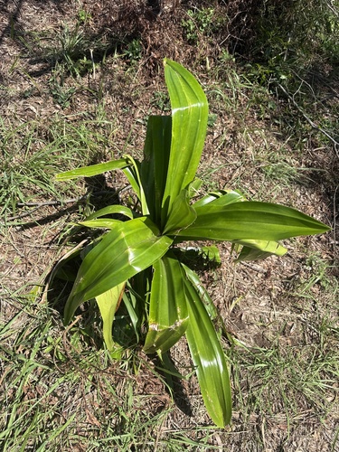 Pandanus dubius observed 2026-07-20