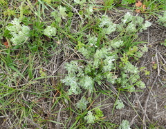 Artemisia austriaca