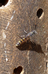 Monosapyga clavicornis