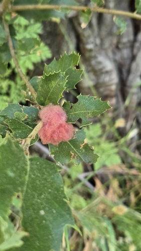 iNaturalist observation photo of Oak Gall Wasps
