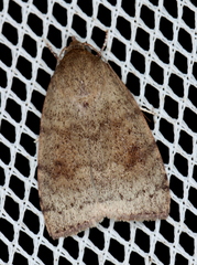 Austrocarea iocephala