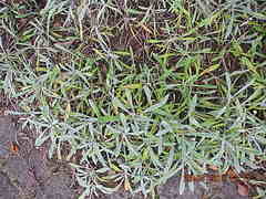 Anthurium andraeanum