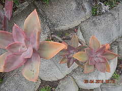 Anthurium andraeanum