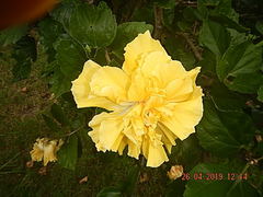 Anthurium andraeanum