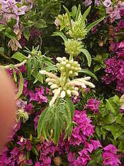 Anthurium andraeanum