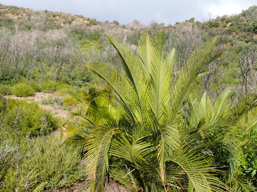 Macrozamia riedlei, photograph 2