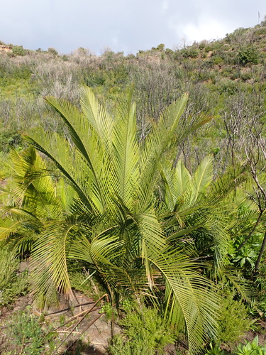 Macrozamia riedlei, photograph 3