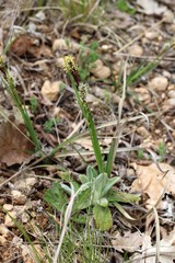Carex flacca serrulata