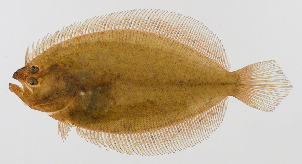 Fivespot flounder (Pseudorhombus pentophthalmus) — Paralichthyidae