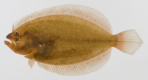 Fivespot flounder (Pseudorhombus pentophthalmus) — Paralichthyidae