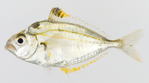 Nekvlek-ponyvis (Nuchequula nuchalis) — Leiognathidae — 2