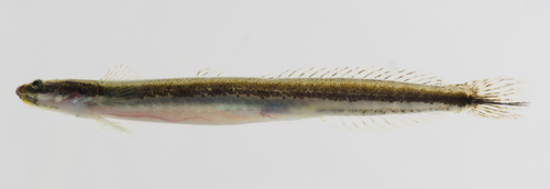 Gill's goby (Eutaeniichthys gilli) — Gobiidae — 2