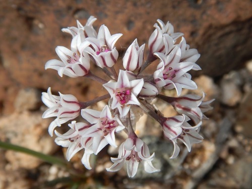 Largeflower Onion