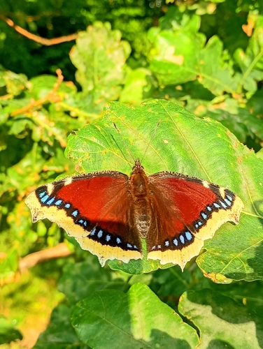 Mourning Cloak
