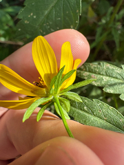 Bidens mitis, photograph author not stated, no rights reserved