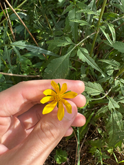 Bidens mitis, photograph author not stated, no rights reserved