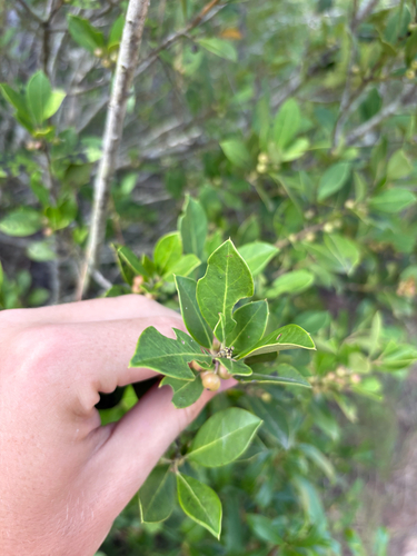 Ilex coriacea, photograph 4
