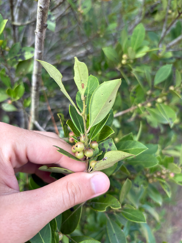 Ilex coriacea, photograph 3
