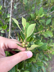 Ilex coriacea, photograph author not stated, no rights reserved