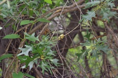 Quercus gravesii